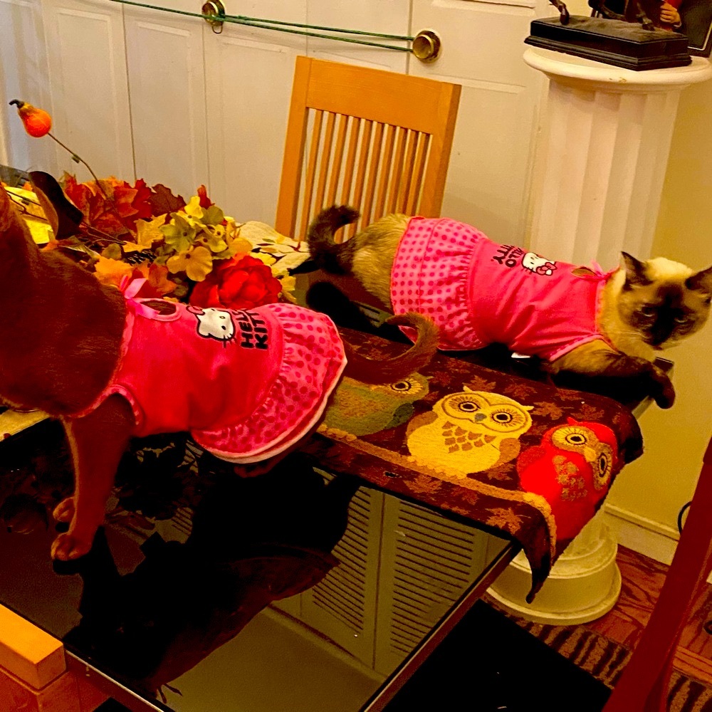 Pet Dress for a small cat Hello Kitty Pink Polka Dot Dress